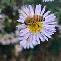 Profilbild von Dani | Naturgarten